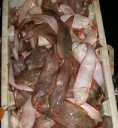 龍利魚（舌頭魚）