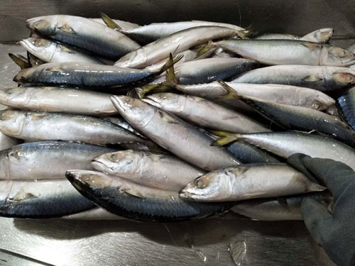 鮐鲅魚（青占魚）